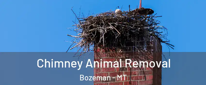 Chimney Animal Removal Bozeman - MT