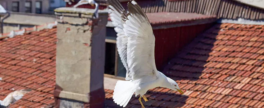 Residential Chimney Animal Removal Solution in Bozeman, MT