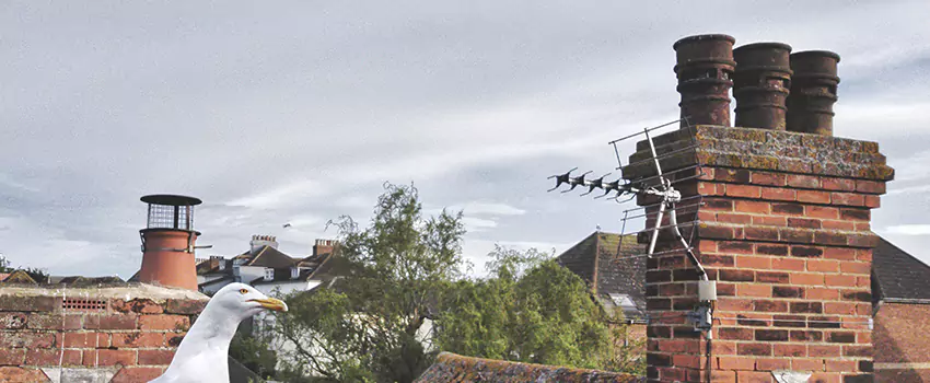 Chimney Cleaning And Restoration in Bozeman, Montana